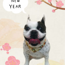 フレンチブルドッグ