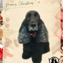 イングリッシュコッカースパニエル