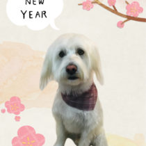 Ｍシュナウザー×ウェスティmix