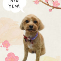 マルチーズ×トイプードルmix