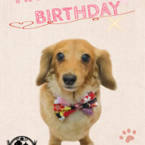 Mダックスフント