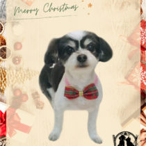 マルチーズ×チワワmix