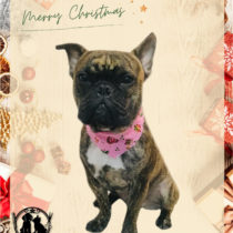 フレンチブルドッグ