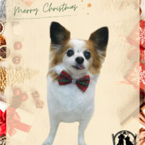 パピヨン×チワワmix