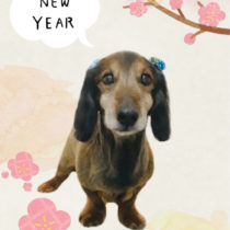 Mダックスフント