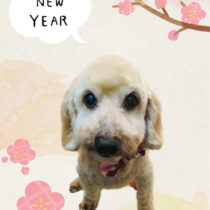 Mダックスフント×トイプードルmix