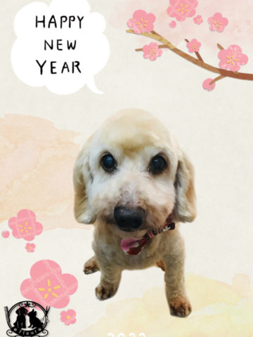 Mダックスフント×トイプードルmix