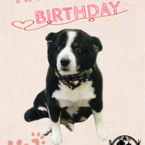 ボーダーコリー