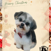 マルチーズ×シーズーmix