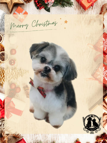 マルチーズ×シーズーmix