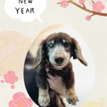 Mダックスフント