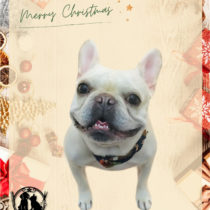 フレンチブルドッグ