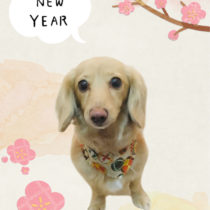 Mダックスフント