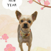 ヨークシャテリア