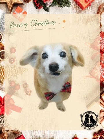 チワワ×Mダックスフントmix