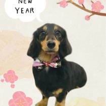 Mダックスフント