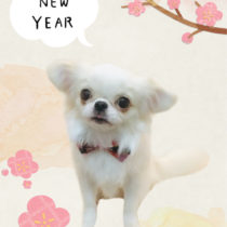 ペキニーズ×チワワmix