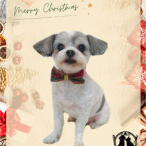 マルチーズ×チワワmix