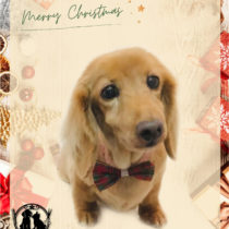 Mダックスフント