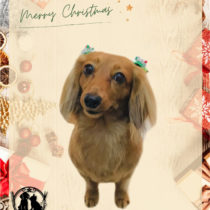 カニヘンダックスフント