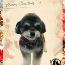 チワワ×トイプードル