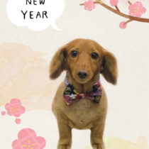 Mダックスフント