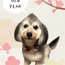 マルチーズ×Mダックスフントmix