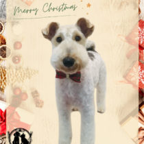 ワイヤーフォックステリア