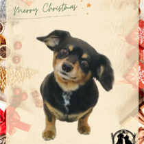 チワワ×MダックスフントMIX