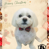 ペキニーズ×ビションフリーゼmix