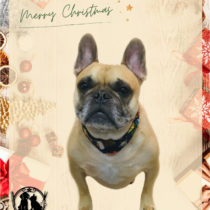 フレンチブルドッグ