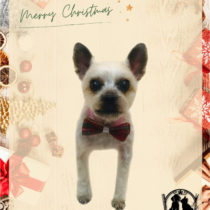 ヨークシャテリア