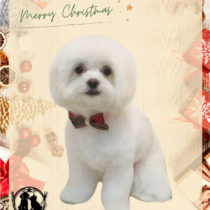 マルチーズ×チワワmix