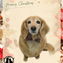 Mダックスフント