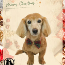 Mダックスフント