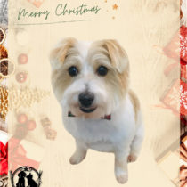 ジャックラッセルテリア