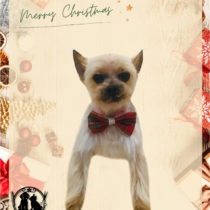 ヨークシャテリア