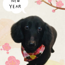 Mダックスフント