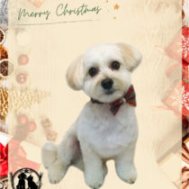 マルチーズ×トイプードルmix