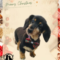 Mダックスフント