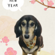 Mダックスフント