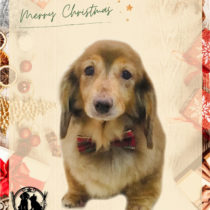 Mダックスフント