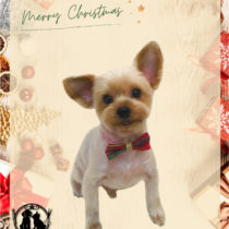 ヨークシャテリア