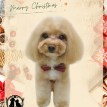 マルチーズ×トイプードルmix