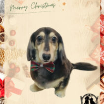 Mダックスフント