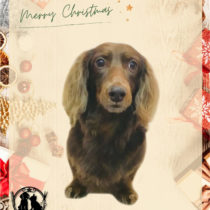 Mダックスフント