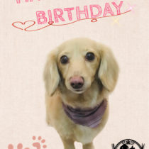 Mダックスフント