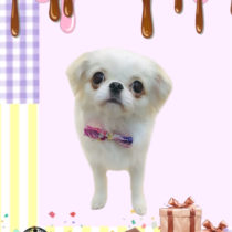 ペキニーズ×チワワmix