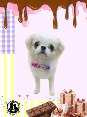 ペキニーズ×チワワmix