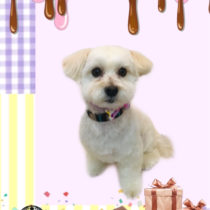 マルチーズ×トイプードルmix